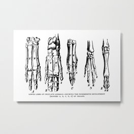 Lower Limbs of Ungulate Animals Metal Print | Black and White, Figurative, Drawing, Nature, Illustration, Animal, Ink Pen 