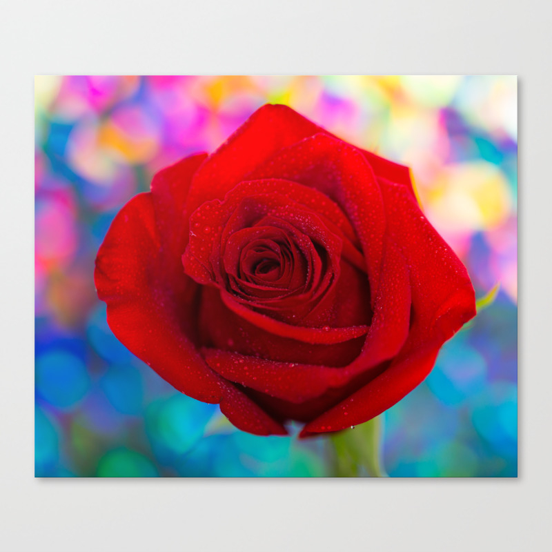 Red Rose And Rainbow Bokeh Canvas Print By Mjsergi Society6
