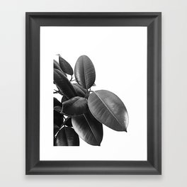 Ficus Elastica #21 #BlackAndWhite #foliage #decor #art #society6 Framed Art Print