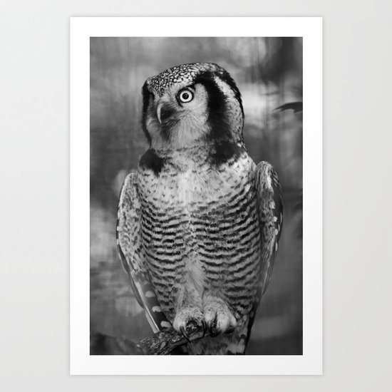 Owl series no.3 Art Print
