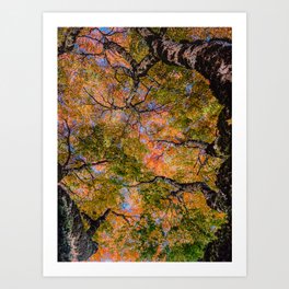 Rainbow Japanese Maple Art Print