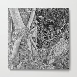 Strangler fig and boulder in the rain forest Metal Print