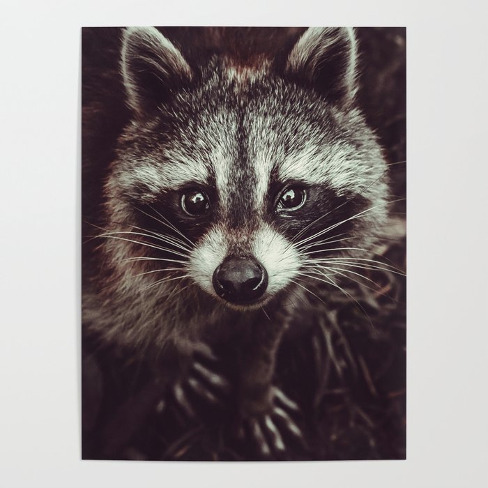 Reclusive Raccoon Photograph Poster