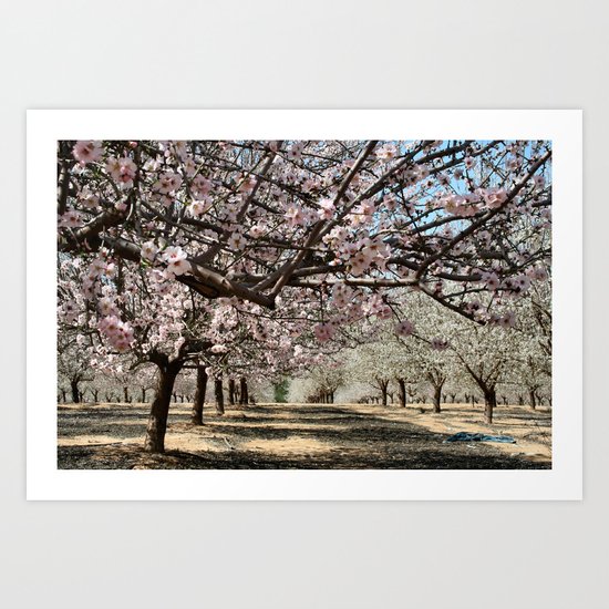 Almonds Art Print