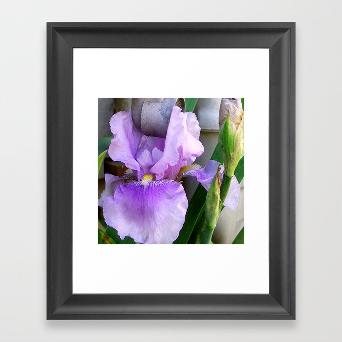 Purple Iris 2 Framed Art Print