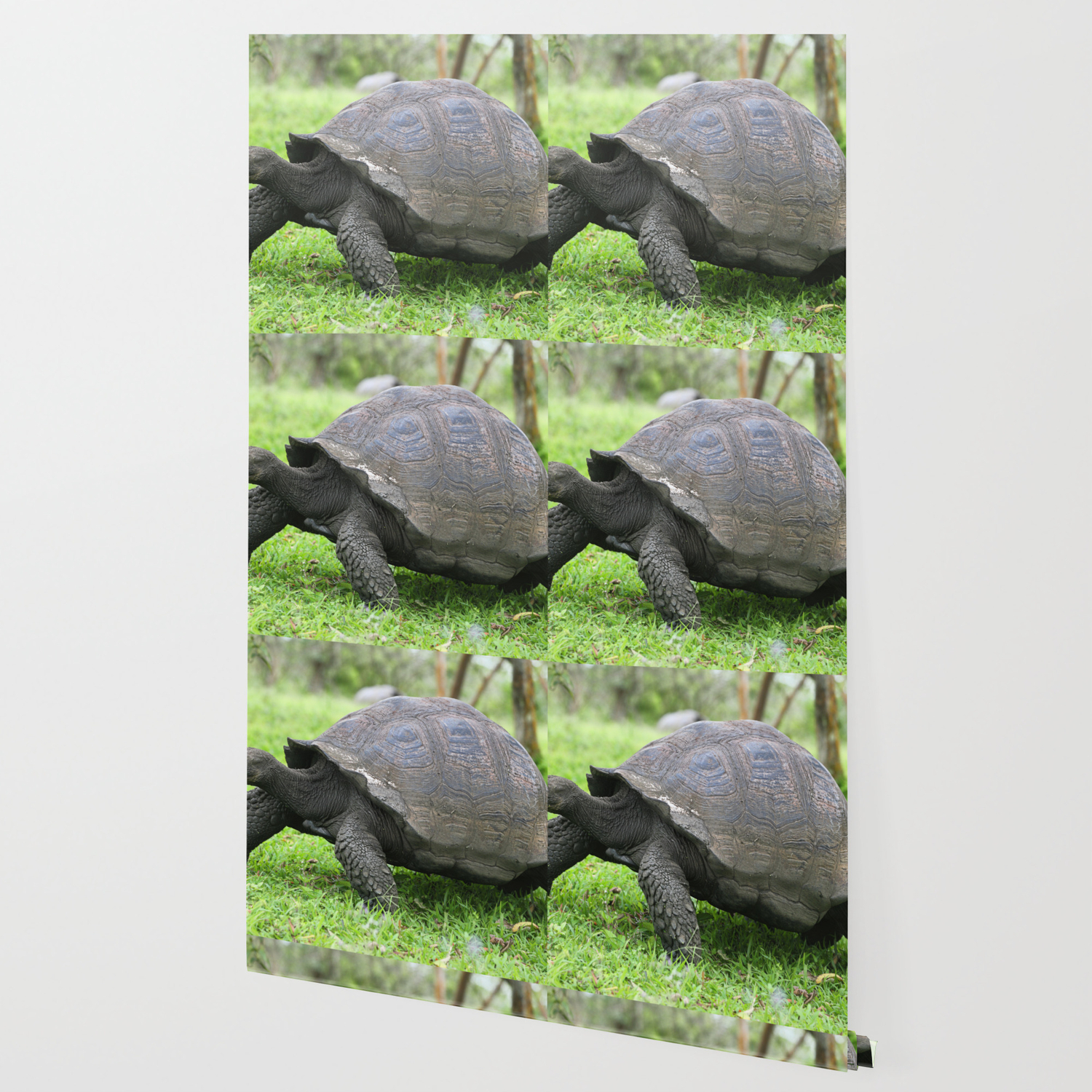 Galapagos Giant Tortoise Wallpaper By Arianeart Society6