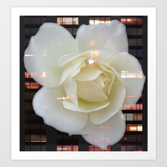 The Rose That Lives In The City Art Print