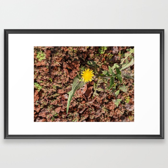 Yellow flower over ocher stones Framed Art Print