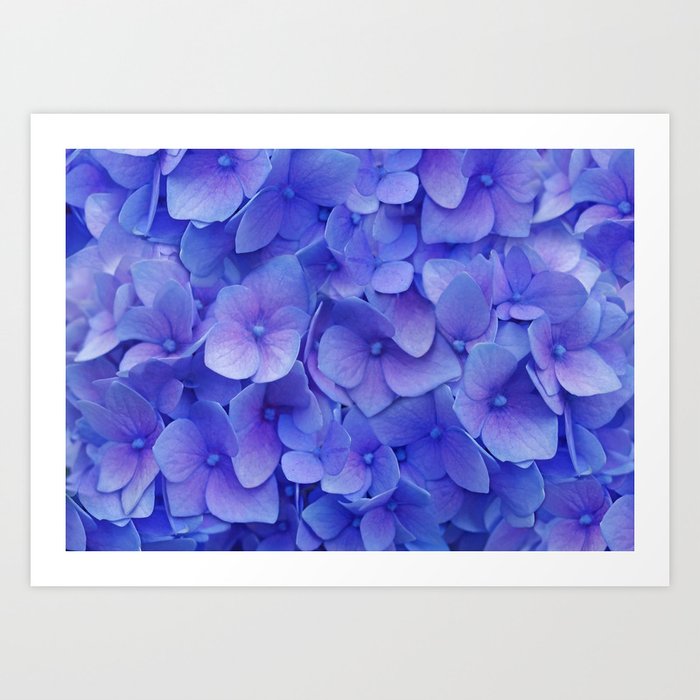 Hydrangea blue Art Print