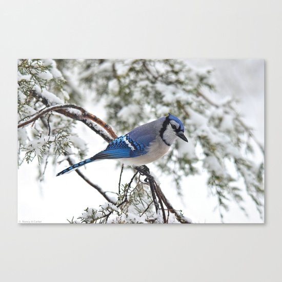 Beautiful Blue Jay Canvas Print