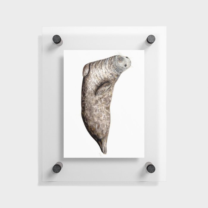 Grey Seal (Halichoerus grypus) Floating Acrylic Print