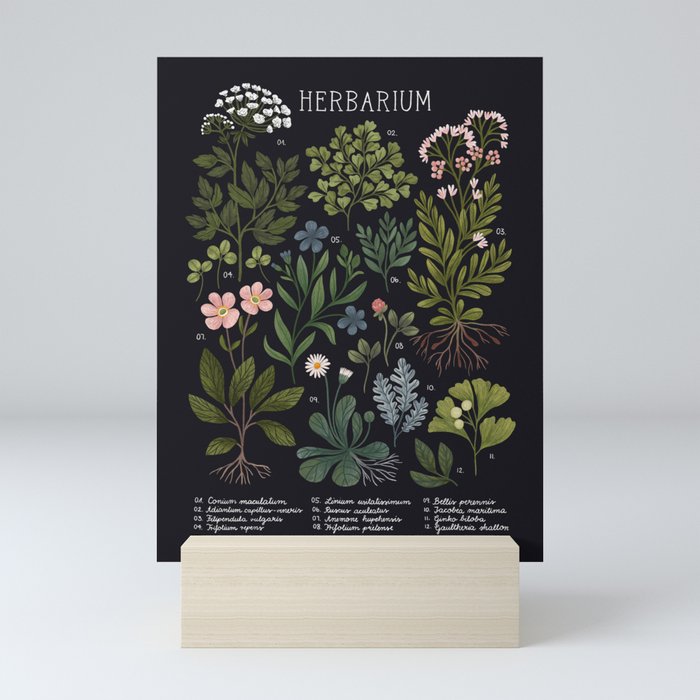 Herbarium ~ vintage inspired botanical art print ~ black Mini Art Print