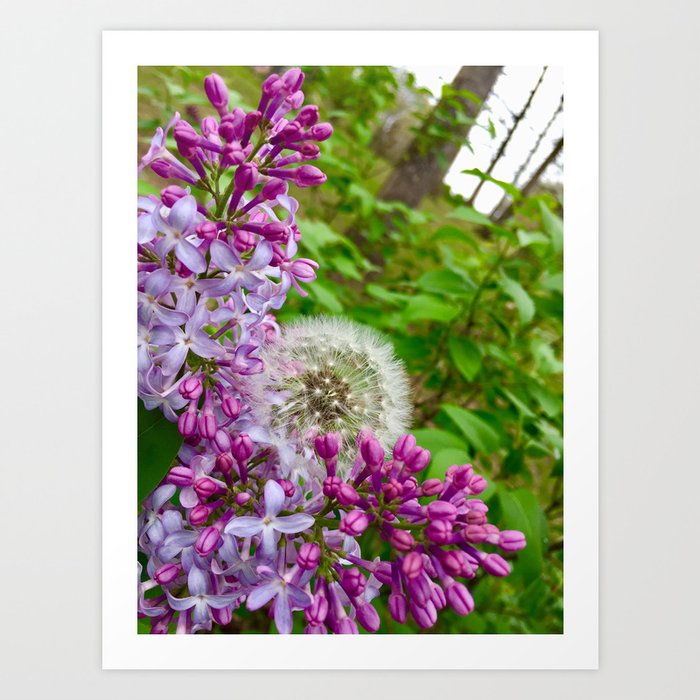 Lilacs and Dandelion in the garden Art Print