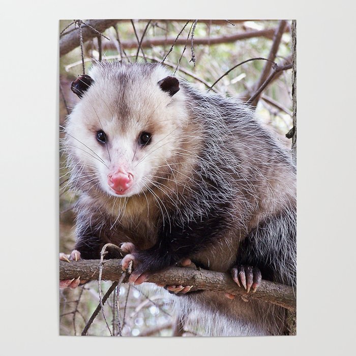 Possum Staredown Poster