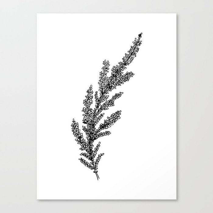 Lavender Flowers Nature Floral Black White Canvas Print
