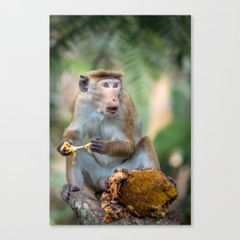 Toque macaque monkey eating fruit | Sri Lanka Ella jungle primate animal photography Canvas Print