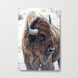 Bison the Mighty Beast Metal Print | Bison, Seasons, Buffalo, Nature, Olenaart, Animal, Mammal, Fur, Animalart, Prairie 