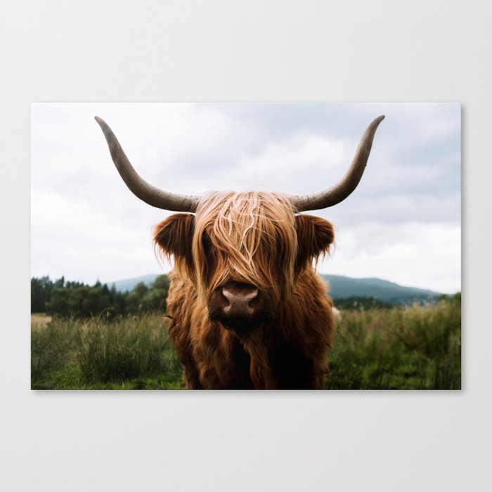 Scottish Highland Cattle In Scotland Portrait Ii Canvas Print By