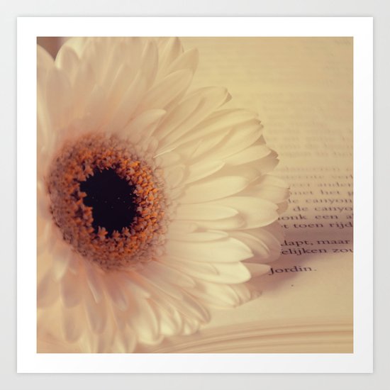 White Gerbera Daisy Art Print