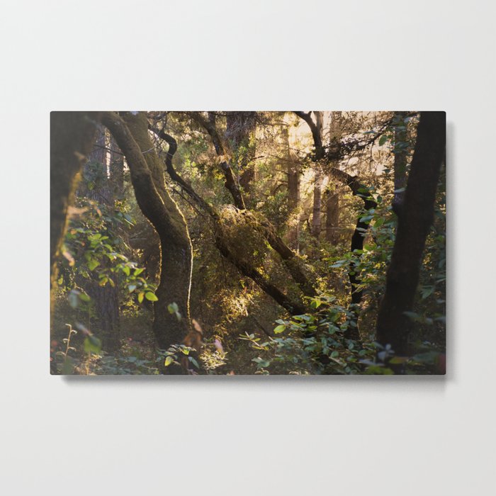 Sunset in the Forest Metal Print