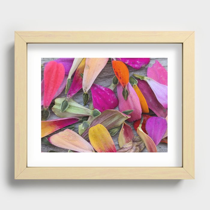 Colorful Zinnia Petals & Seeds Recessed Framed Print