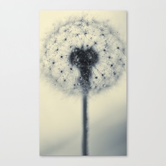 dandelion Canvas Print