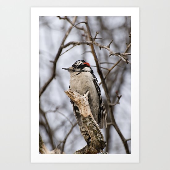 Woodpecker Art Print