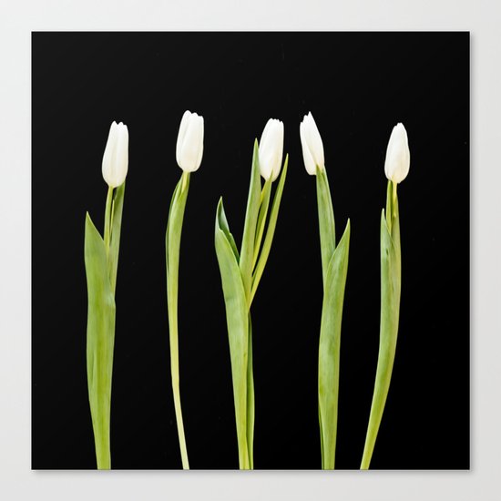 White tulips on a black background Canvas Print