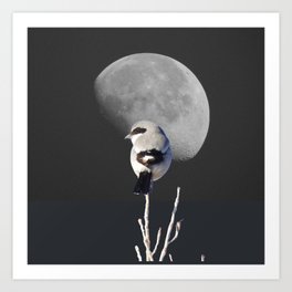 Feathered Moonscapes - Loggerhead Shrike Art Print