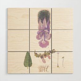 Pitcher Sage Wood Wall Art