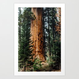 giant sequoia ii Art Print