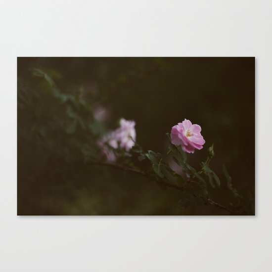 Rose #1 Canvas Print