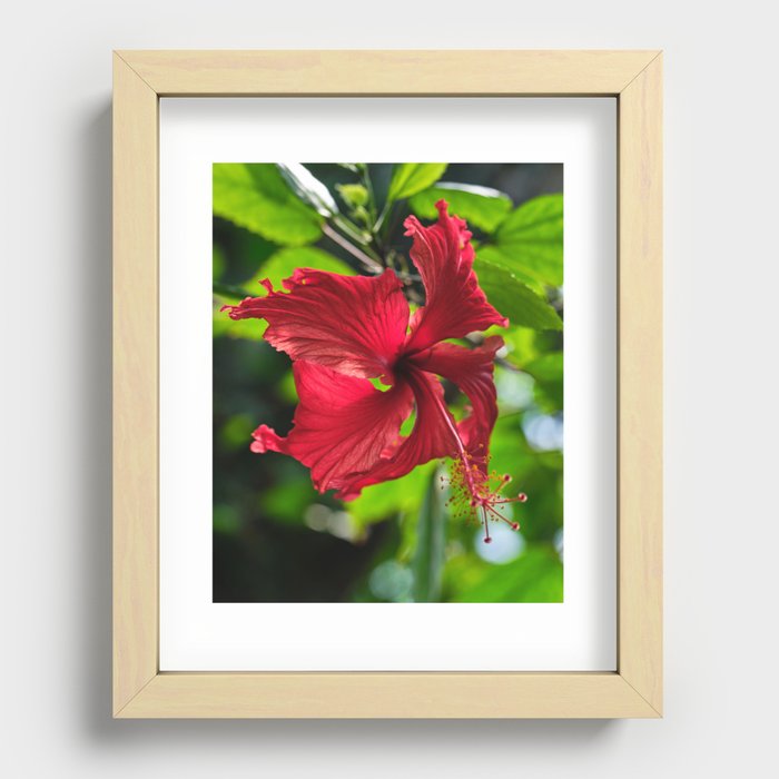 Tropical Plant, Hibiscus Flower Recessed Framed Print