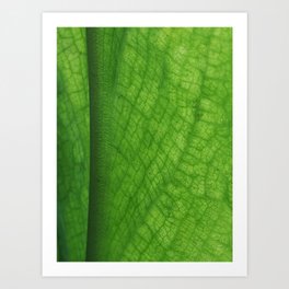 Leaf Veins Art Print