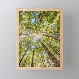 Looking Up In the Vancouver Forest Framed Mini Art Print