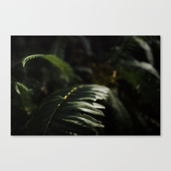 sword fern 2 Canvas Print