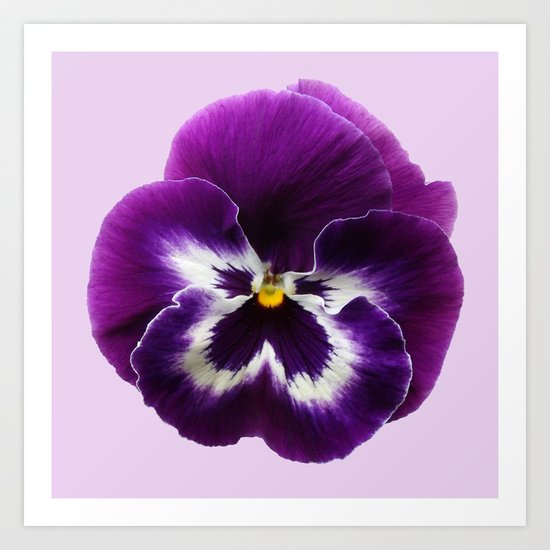 Purple Pansy Art Print