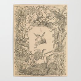 Victorian Orchids Poster