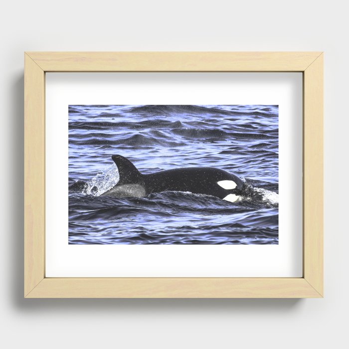 Orca CA140B1 Recessed Framed Print