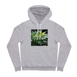 Marijuana Stand Out Hoody | Decriminalize, Stem, Cannabis, Reallife, Leaves, Flower, Medical, Trichome, Nature, Yellow 