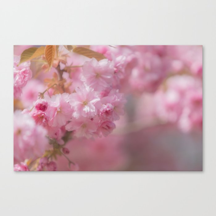 cherry blossom Canvas Print