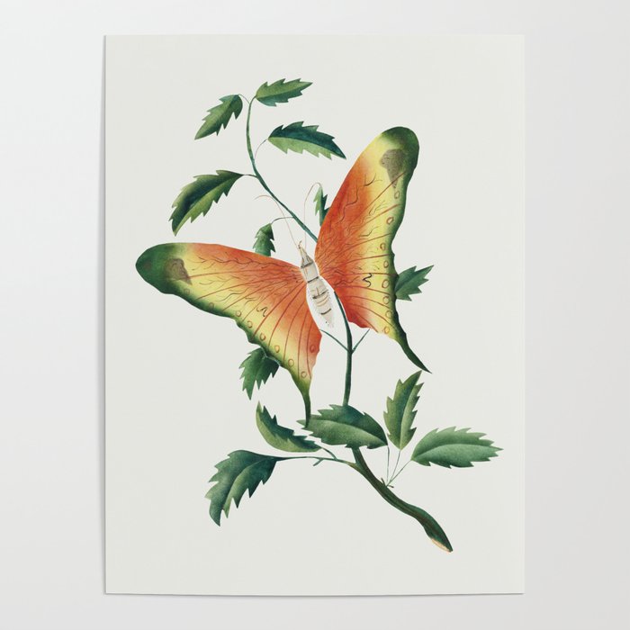 Rose Bush and Butterfly Poster