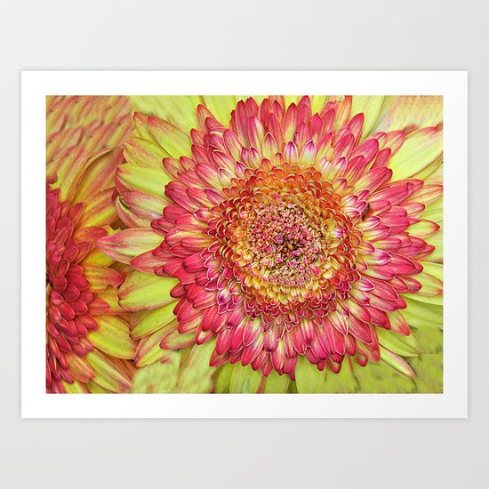 Flower yallow pink Art Print