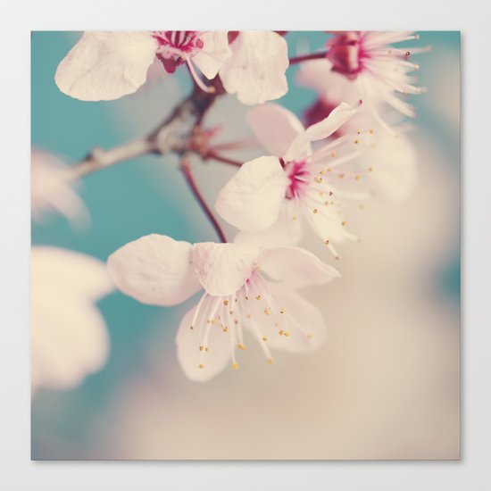 spring blossoms II Canvas Print