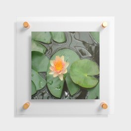 Water Lily Flower  Floating Acrylic Print