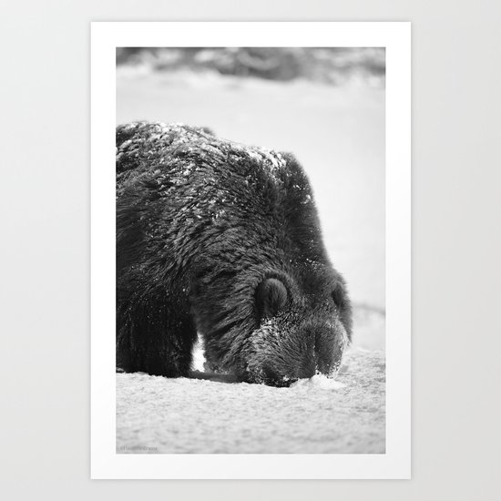 Alaskan Grizzly Bear in Snow, B & W - 2 Art Print