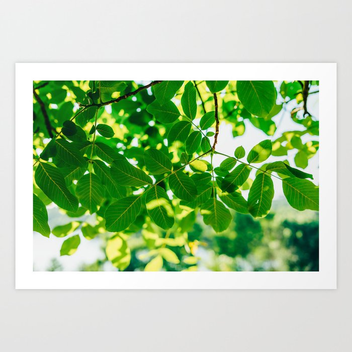 Backlit Fresh Green Tree Leaves In Summer Tree Leaf Intense Vivid Green Nature In Summer Macro Art Print By Radub85