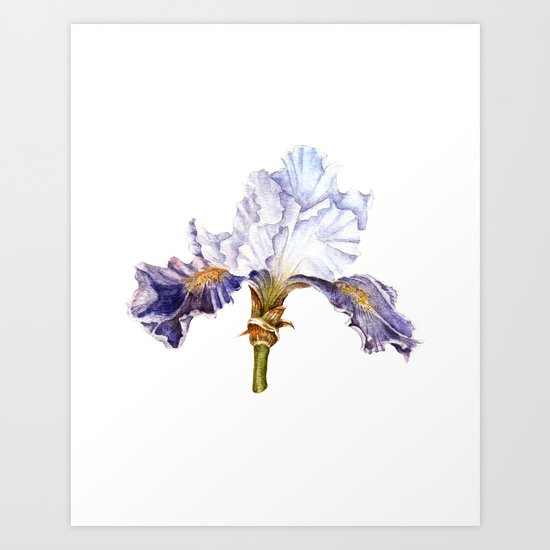 Purple Iris Art Print