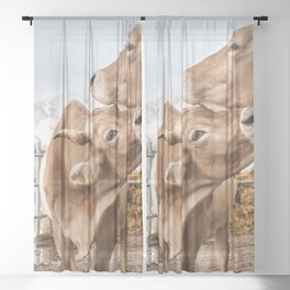 Two Brown Swiss Cows Caressing One Sheer Curtain
