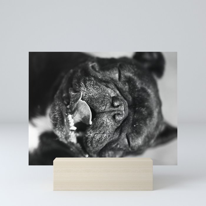 French Bulldog Mini Art Print